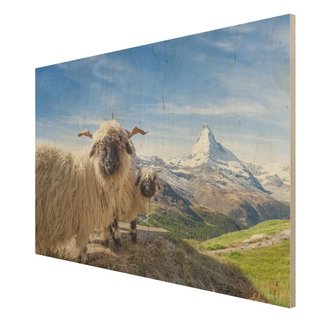 Prints Blacknose Sheep Of Zermatt