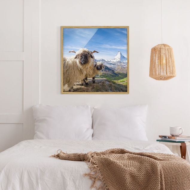 Mountain art prints Blacknose Sheep Of Zermatt