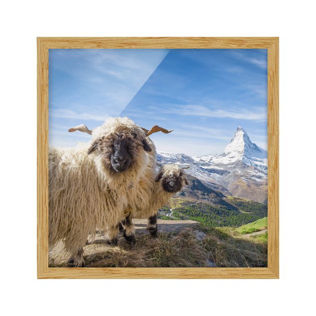 Switzerland wall art Blacknose Sheep Of Zermatt