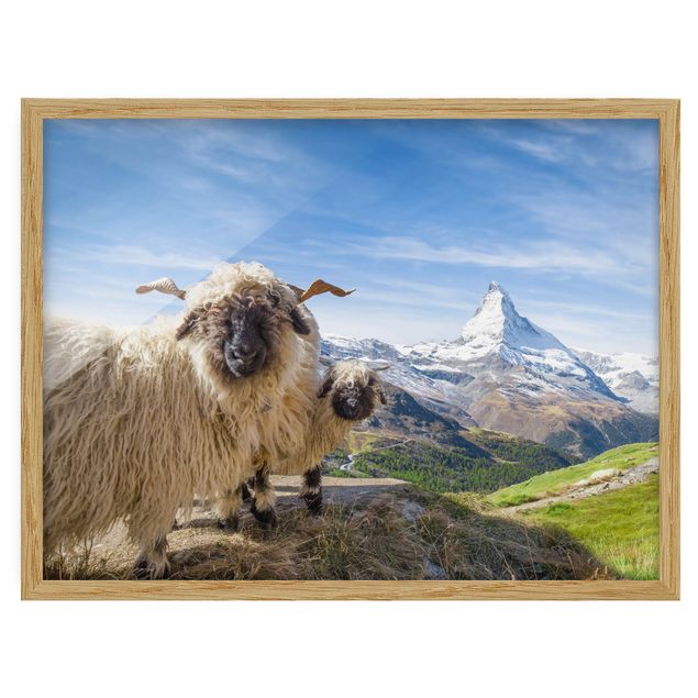 Switzerland wall art Blacknose Sheep Of Zermatt