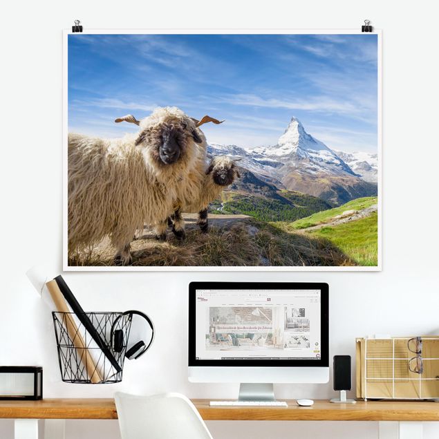 Kitchen Blacknose Sheep Of Zermatt