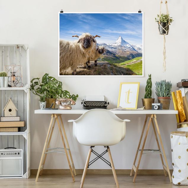Landscape canvas prints Blacknose Sheep Of Zermatt