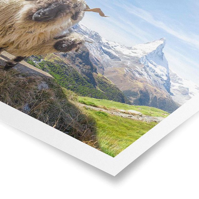 Animal canvas Blacknose Sheep Of Zermatt