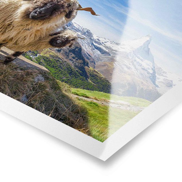 Prints modern Blacknose Sheep Of Zermatt