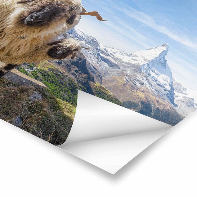 Posters animals Blacknose Sheep Of Zermatt