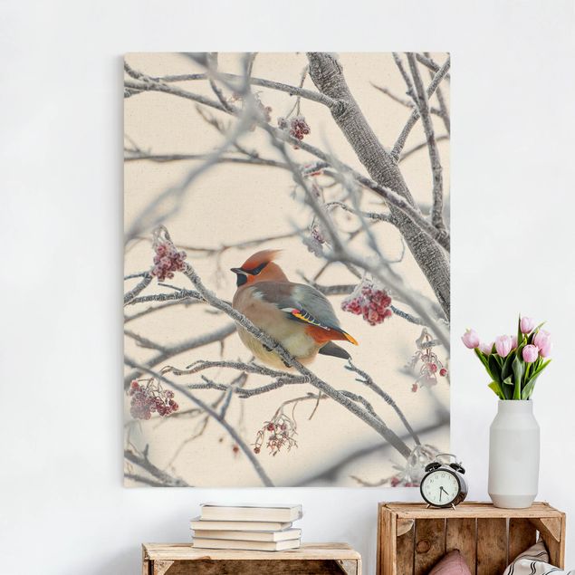 Kitchen Bohemian Waxwing In A Tree