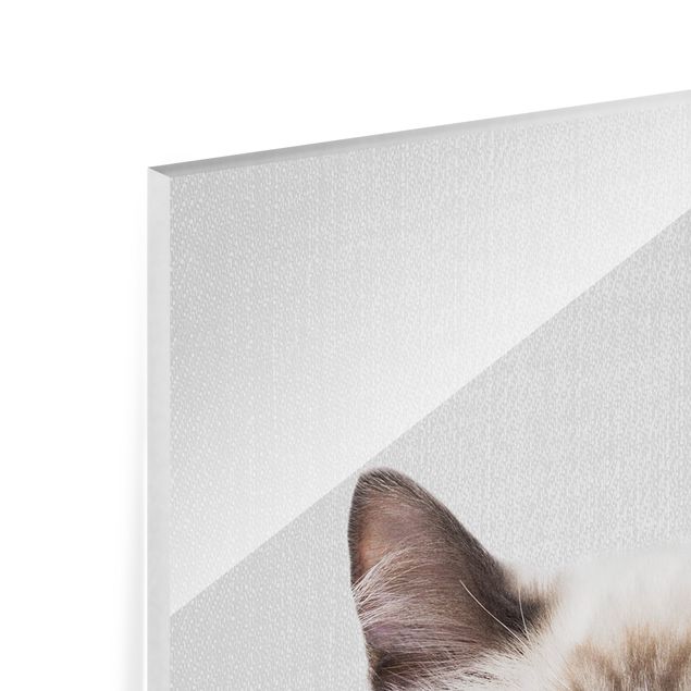 Gal Design prints Siamese Cat Sibylle