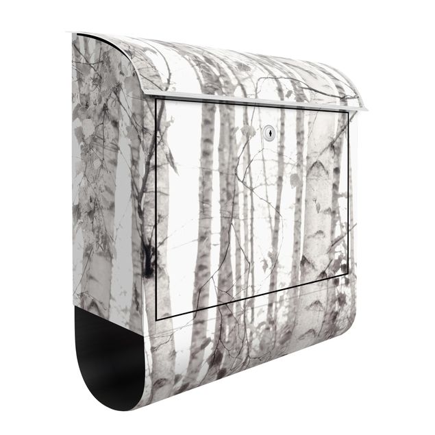 Letterboxes landscape Silver Birch Tree In White Light