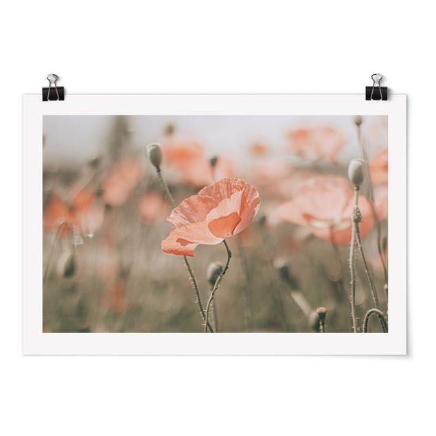 Prints flower Sun-Kissed Poppy Fields