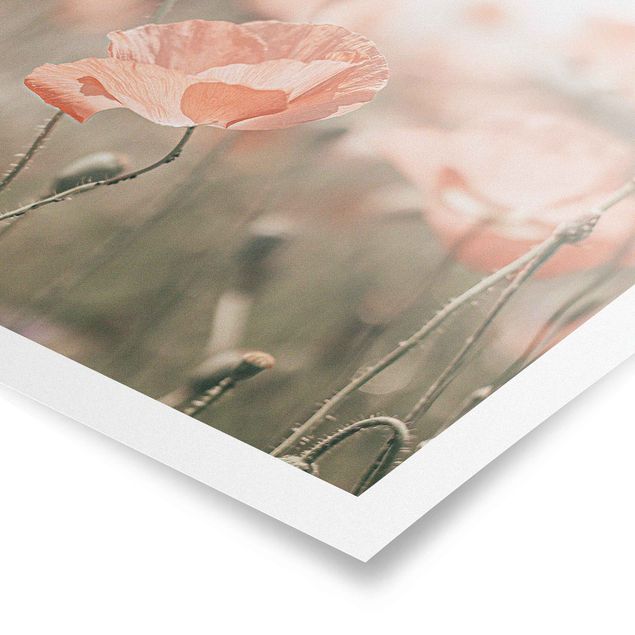 Modern art prints Sun-Kissed Poppy Fields