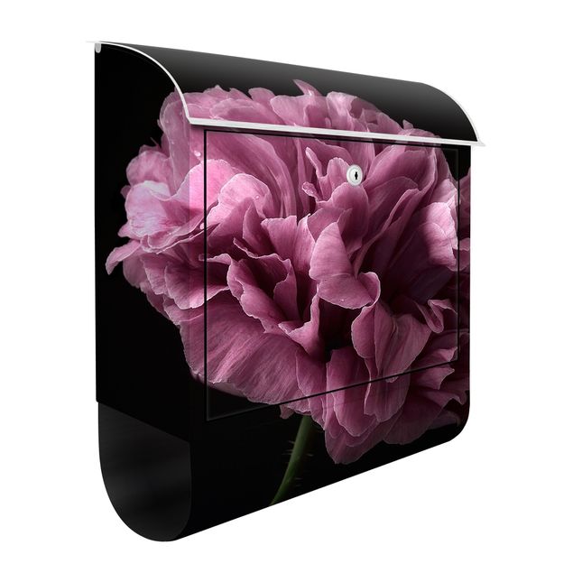 Letterboxes flower Proud Peony In Front Of Black