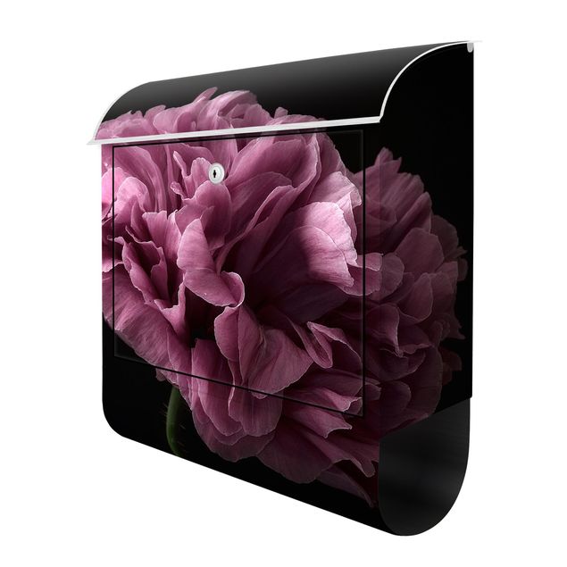 Letterboxes Proud Peony In Front Of Black