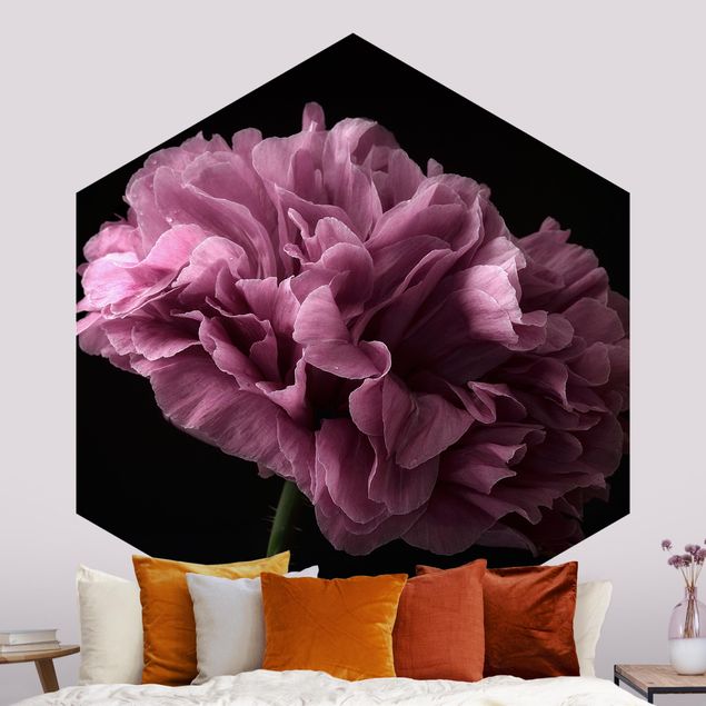 Wallpapers rose Proud Peony In Front Of Black
