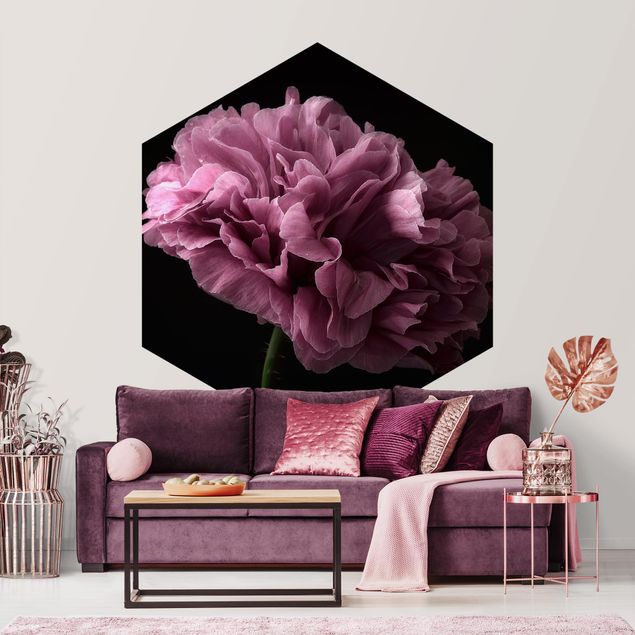 Wallpapers flower Proud Peony In Front Of Black