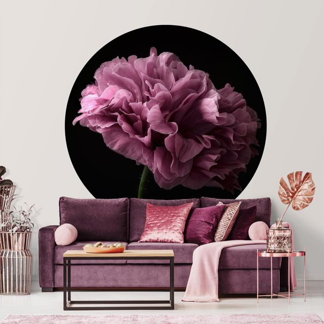 Rose flower wallpaper Proud Peony In Front Of Black