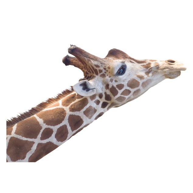 Window stickers animals Searching giraffe