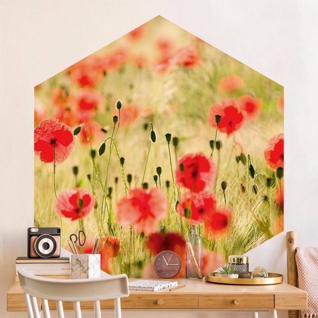 Wallpaper poppy flower Summer Poppies