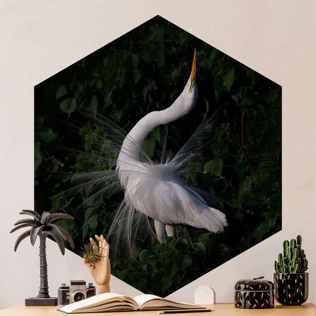 Wallpapers birds Dancing Egrets In Front Of Black