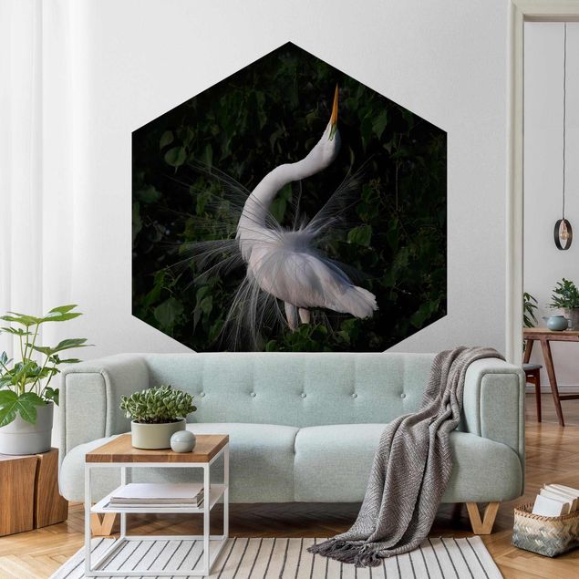 Wallpapers animals Dancing Egrets In Front Of Black