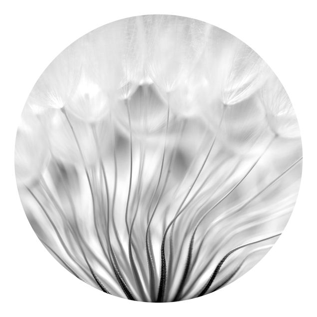 Floral wallpaper Beautiful Dandelion Black And White
