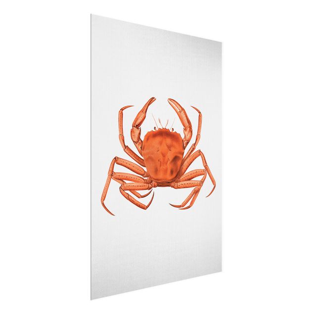 Sea print Vintage Illustration Red Crab