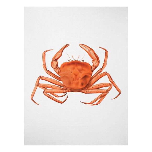 Glass prints landscape Vintage Illustration Red Crab