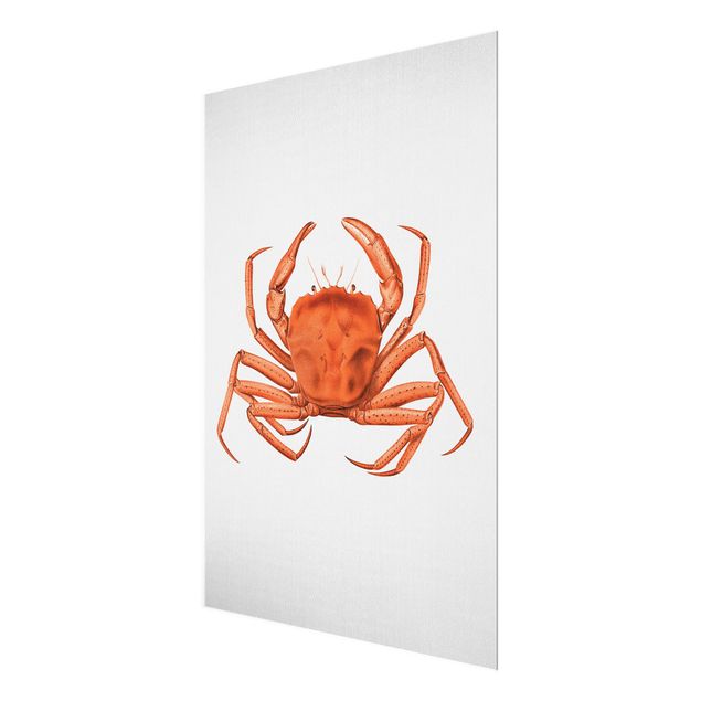 Glass prints beach Vintage Illustration Red Crab