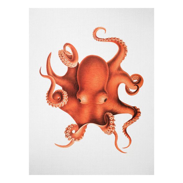 Glass prints landscape Vintage Illustration Red Octopus