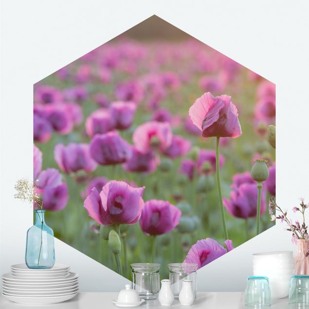 Wallpaper poppy flower Purple Poppy Flower Meadow In Spring