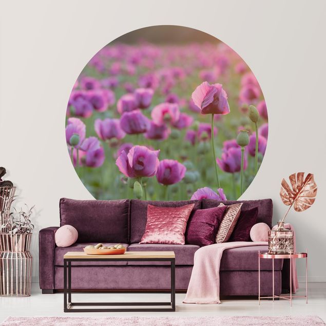 Wallpapers poppy Purple Poppy Flower Meadow In Spring