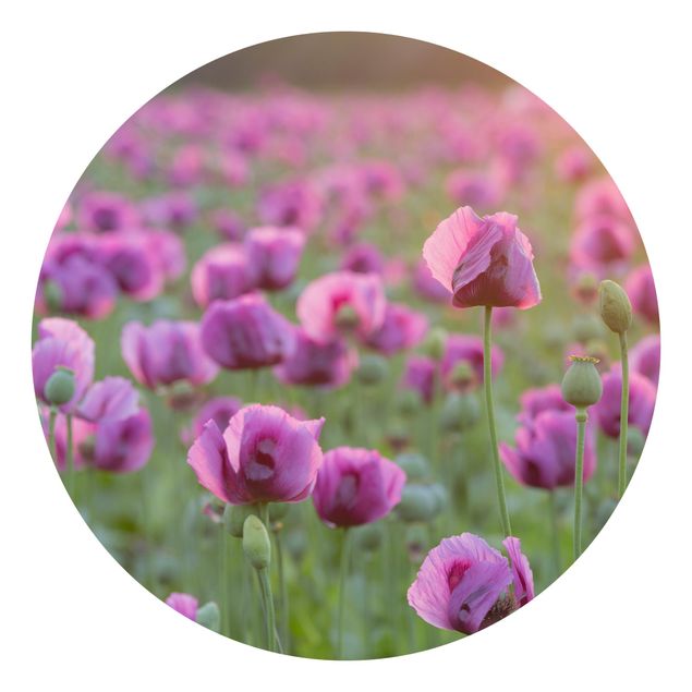 Wallpapers modern Purple Poppy Flower Meadow In Spring