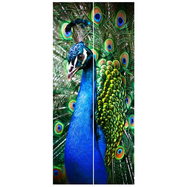 Wallpapers animals Noble Peacock
