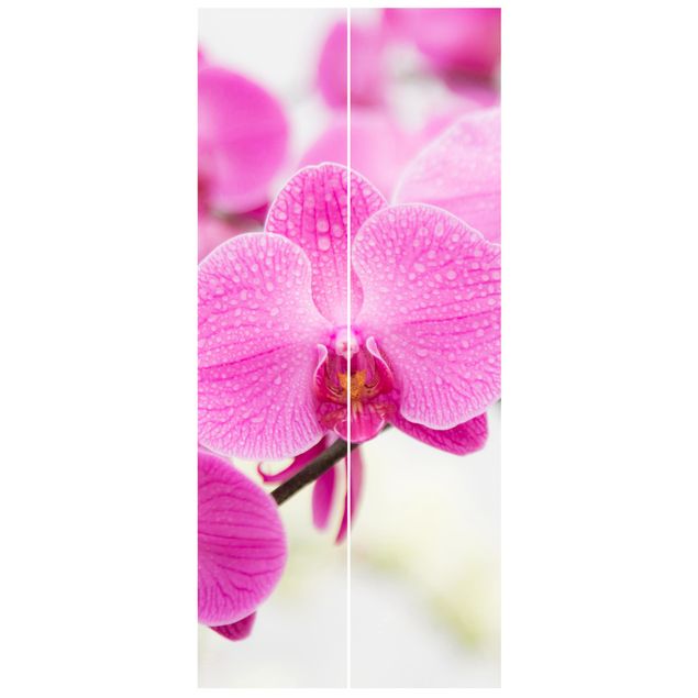 Wallpapers flower Close-Up Orchid