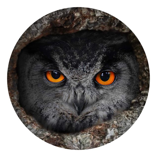 Wallpapers modern Watching Owl