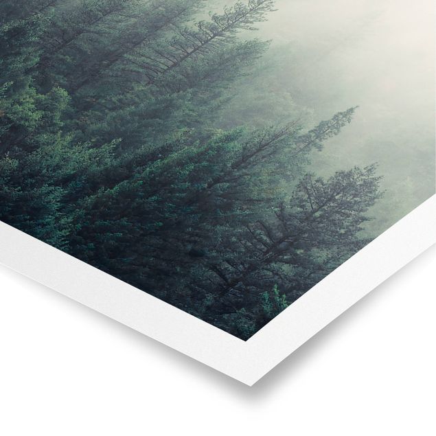Posters landscape Foggy Forest Awakening