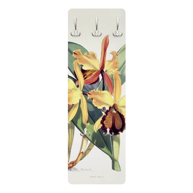 Wall coat rack Walter Hood Fitch - Orchid