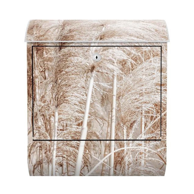 Letterboxes creme Warm Pampas Grass In Summer