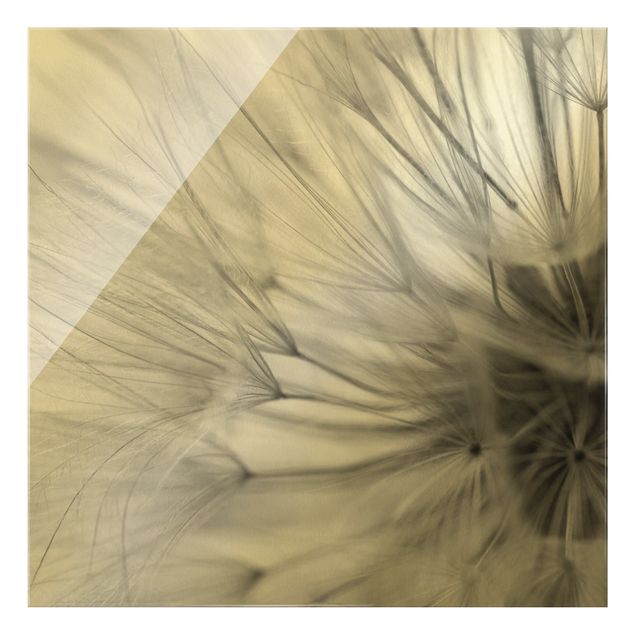 Glass prints black and white Soft Dandelions II