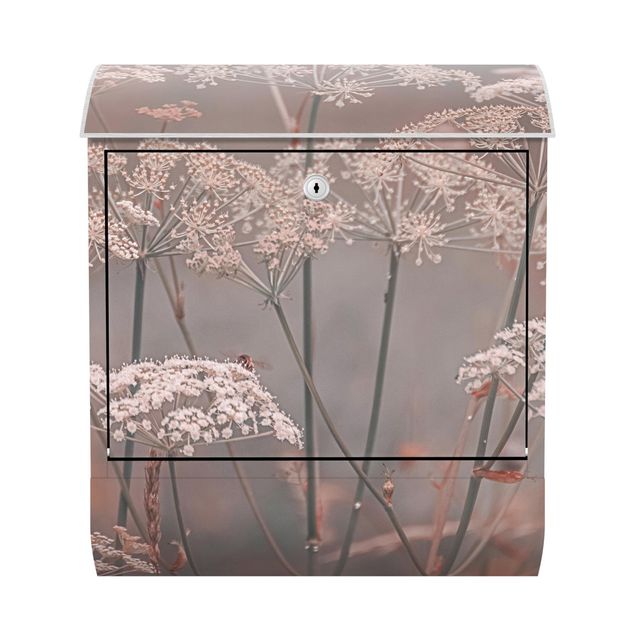 Letterboxes pink Wild Apiaceae