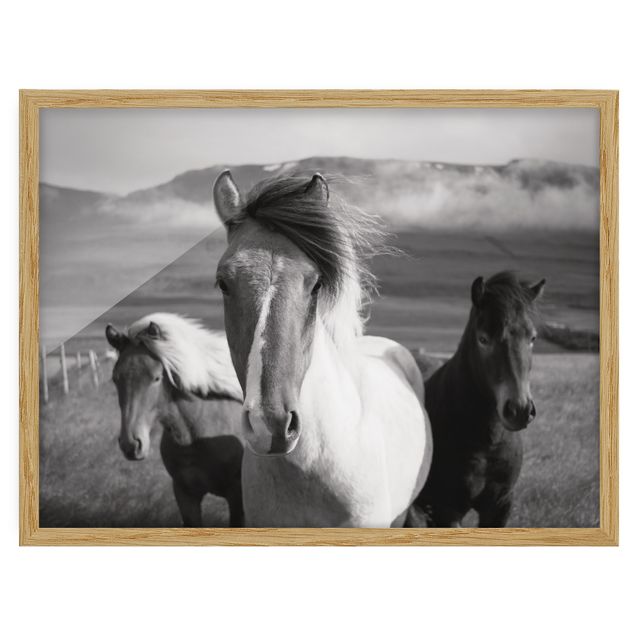 Modern art prints Wild Horses Black And White
