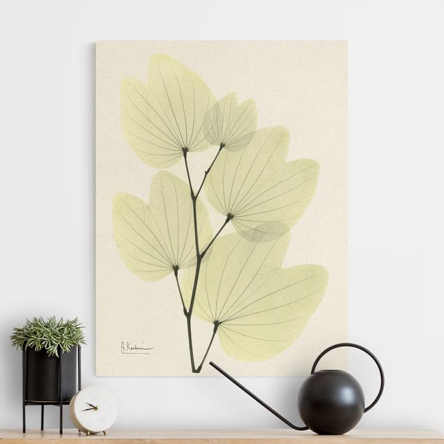 Canvas prints grasses X-Ray - Orchid Tree Leaves