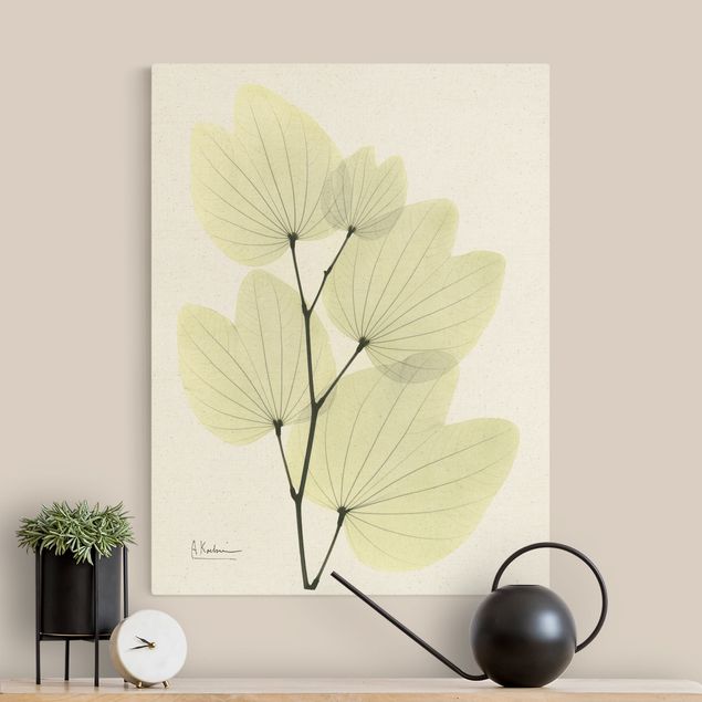 Orchid canvas X-Ray - Orchid Tree Leaves