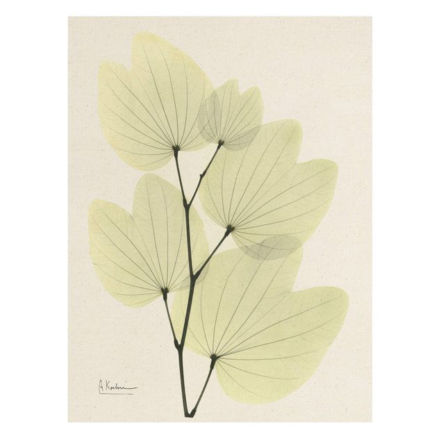 Floral picture X-Ray - Orchid Tree Leaves