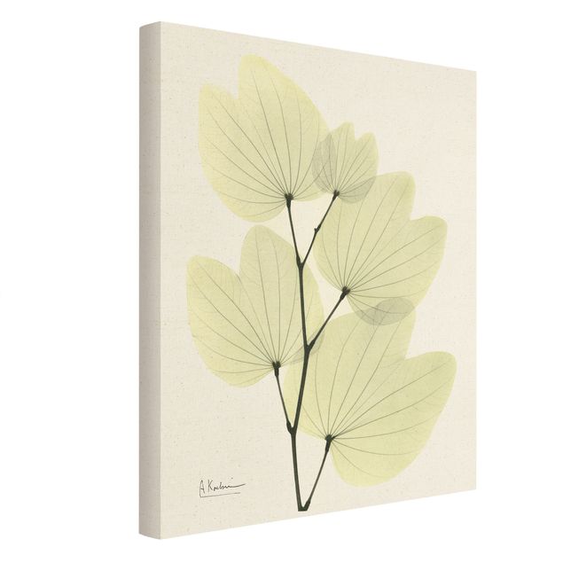 Prints modern X-Ray - Orchid Tree Leaves