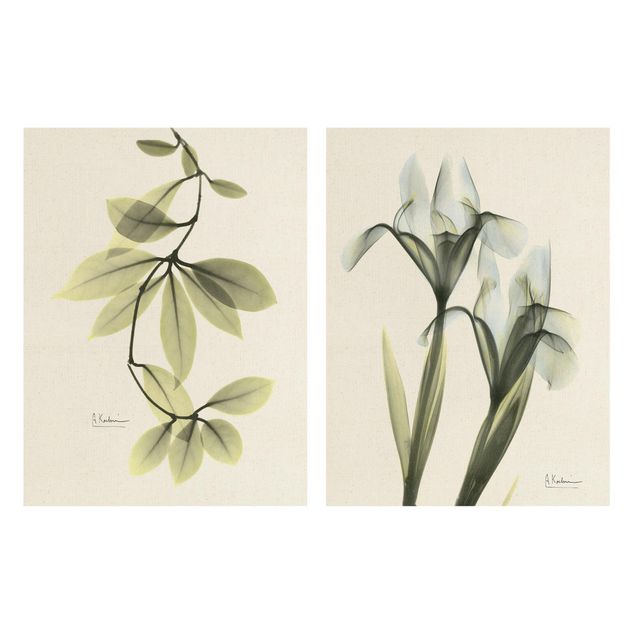 Prints X-Ray - Hoya Leaves & Iris