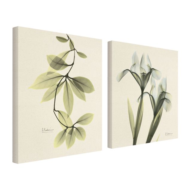 Canvas prints X-Ray - Hoya Leaves & Iris