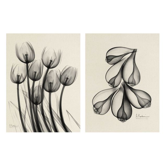 Prints X-Ray - Tulips & Fig Shells