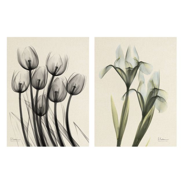 Prints X-Ray - Tulips & Iris
