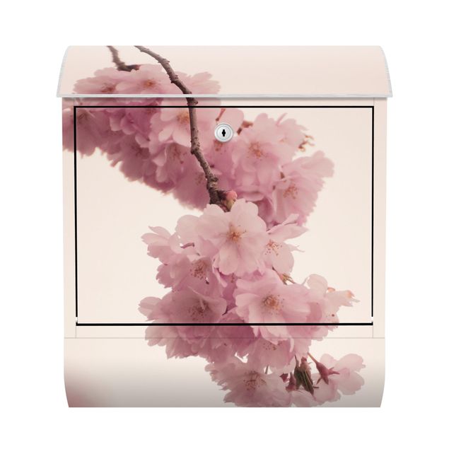 Letterboxes pink Pale Pink Spring Flower With Bokeh