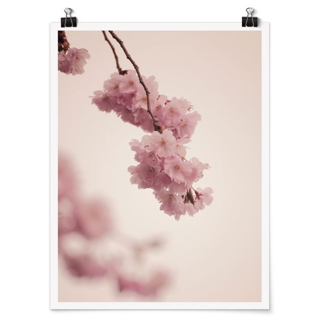 Modern art prints Pale Pink Spring Flower With Bokeh